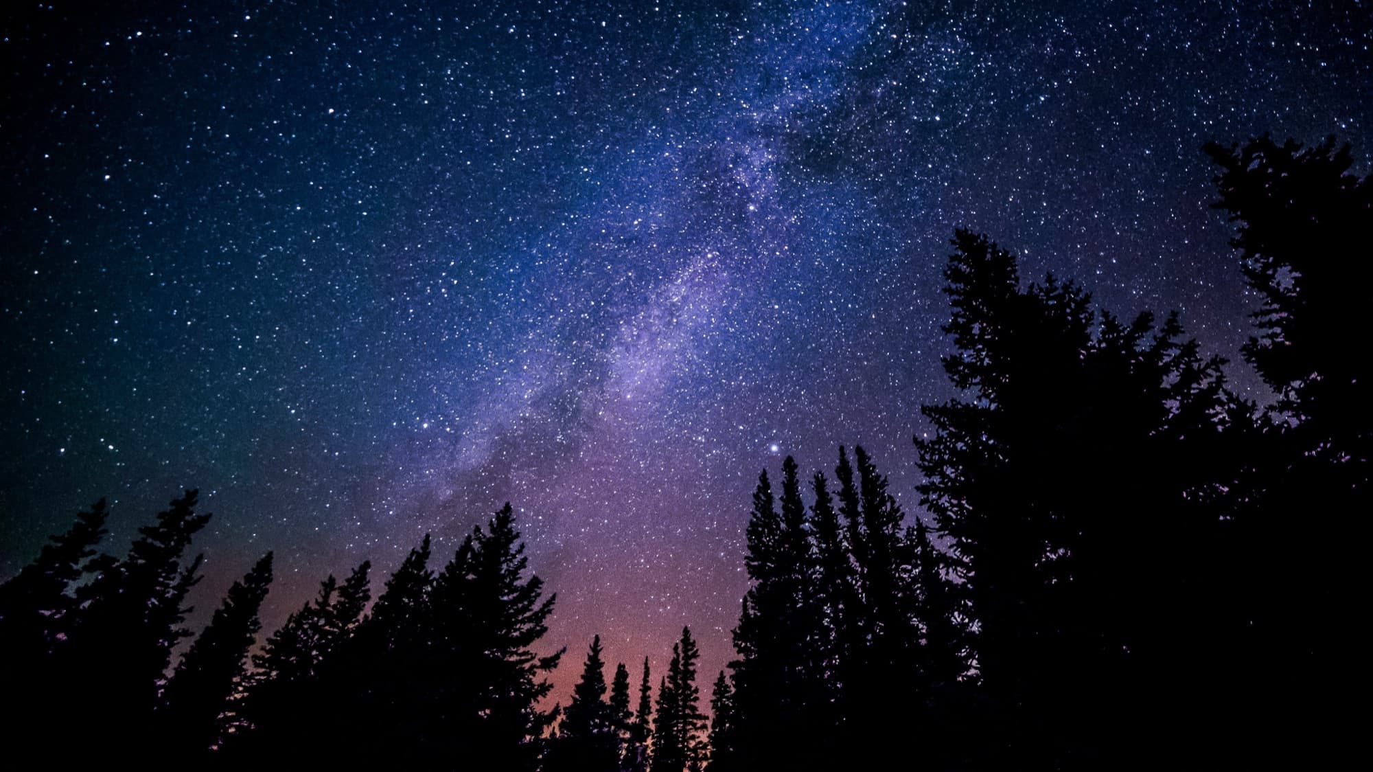 The Milky Way arching over a silhouette of pine trees at night